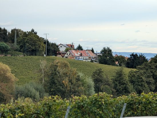 Rhodt, rund um Edenkoben,
13. Oktober 2024